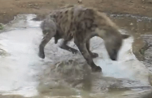 hyena-spin.gif